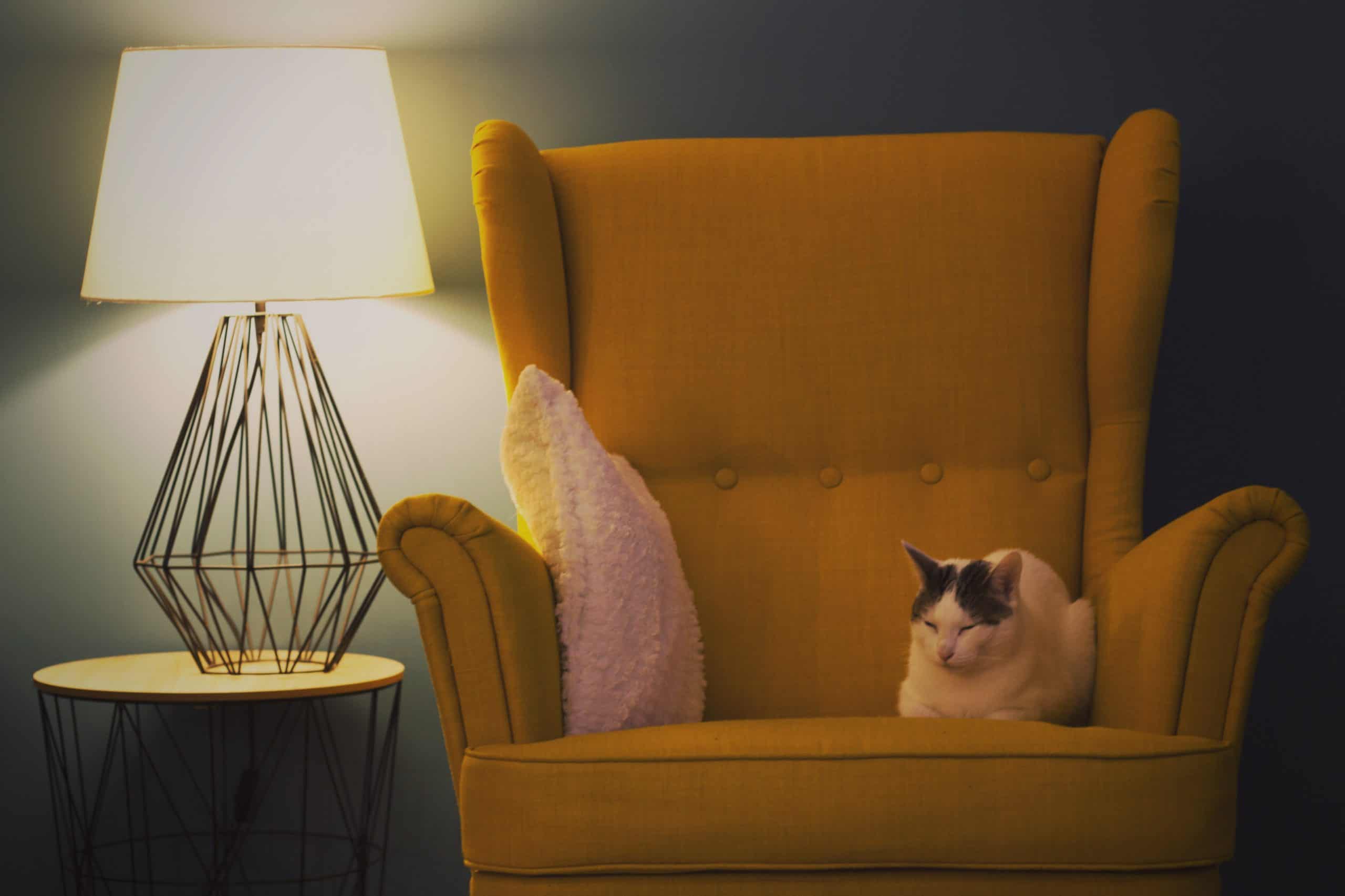cat sitting on a big armchair
